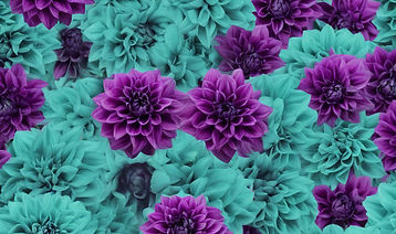 Teal and Purple dahlias.jpg