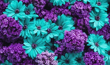 Teal and Purple flowers bunched natural