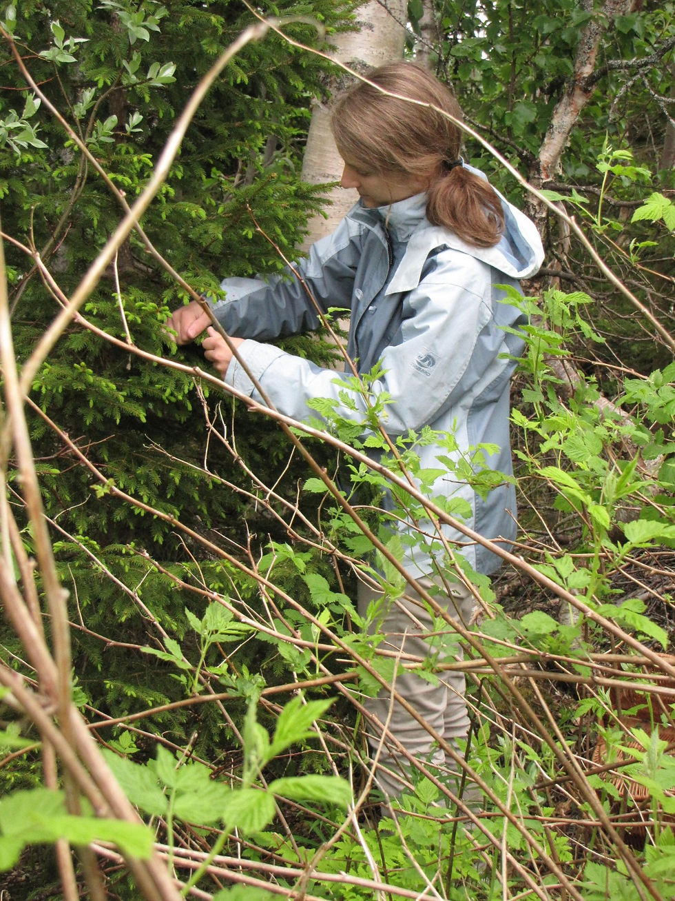 gryteselvfjellgard.com