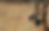 Tierarztpraxis_Klahold_Kevelaer_Malinois_Hintergrund