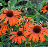 Best, Gardening Landscaping companies, Service Area: 06379 ,06378 ,06355 ,02835 ,06442 ,06417 ,06371 ,06426 ,06475 ,02891 ,02879 