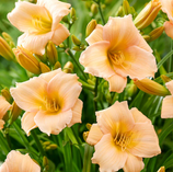 Best, top-rated Landscaping and Master Gardening Company serving: Middlesex County CT, New London County CT, South County RI, and Newport County RI