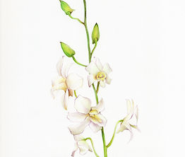 Dendrobium
