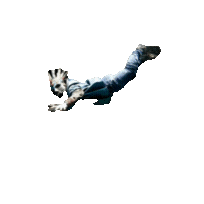 Acambe Animations.gif