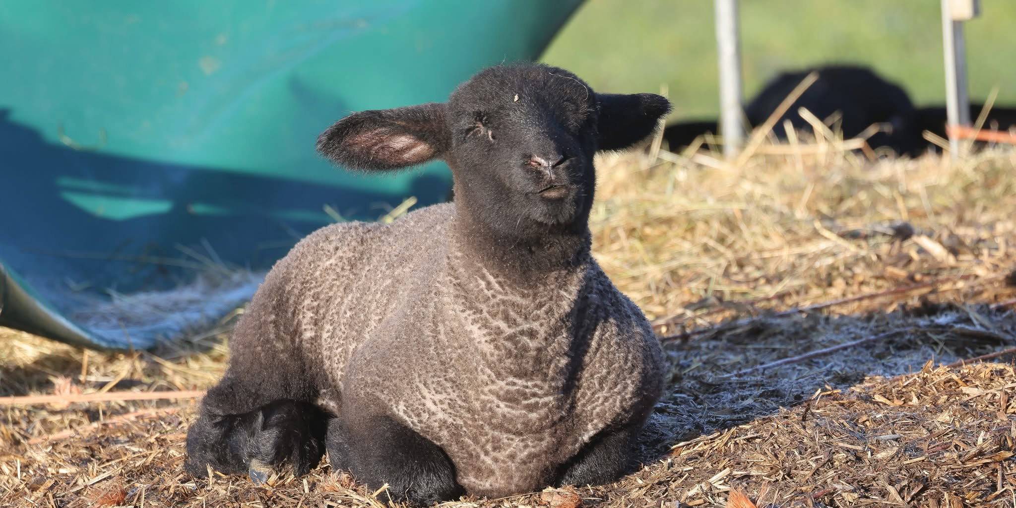 Moss Valley Suffolk sheep