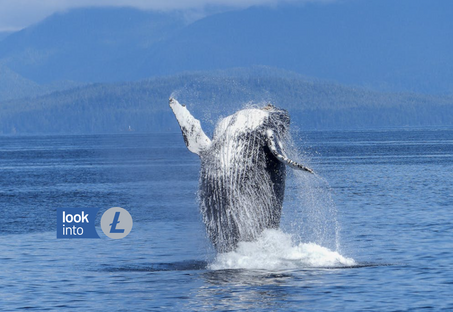 Whales Continue To Buy Cheap Litecoin