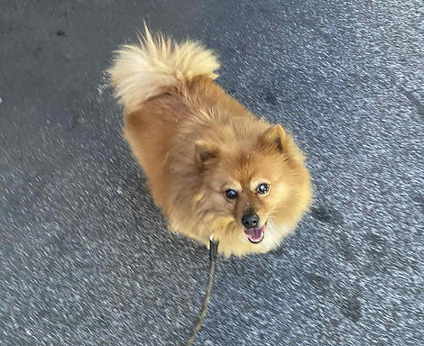 léo le spitz moyen