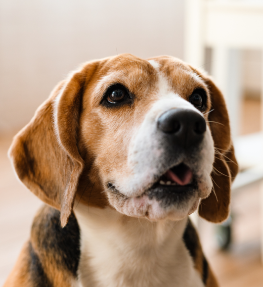 Beagle