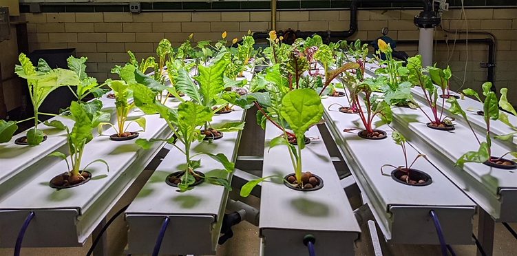 INTRODUCTION TO AQUAPONICS (VIRTUAL SESSION)