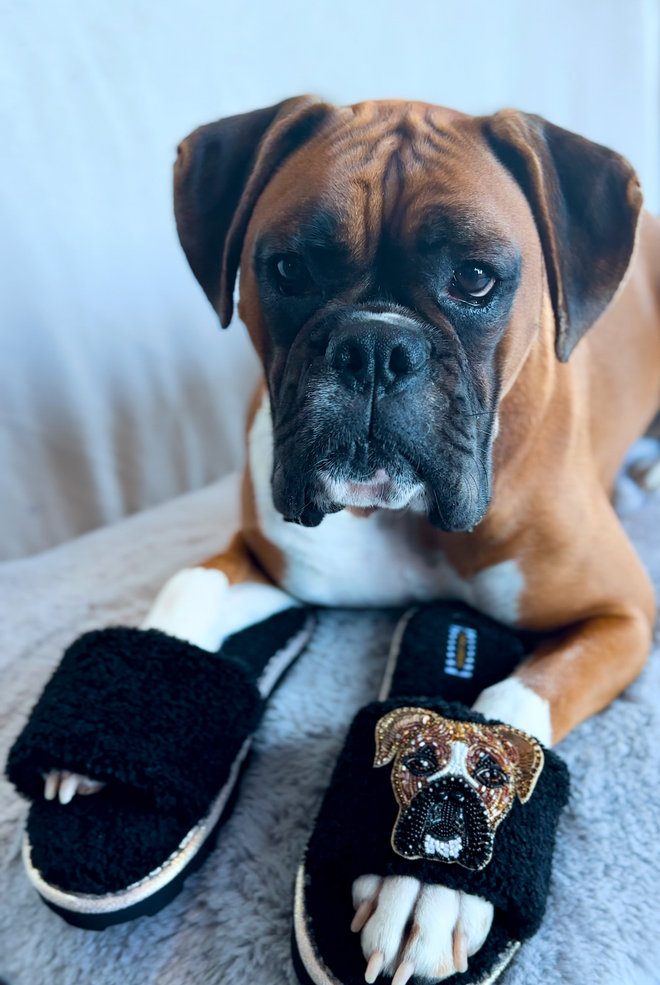 Dog wearing slippers top