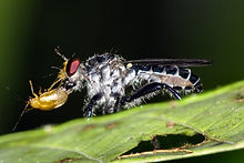 OZ CRW_1777a robber fly with beetle