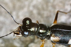 CRW_0930a