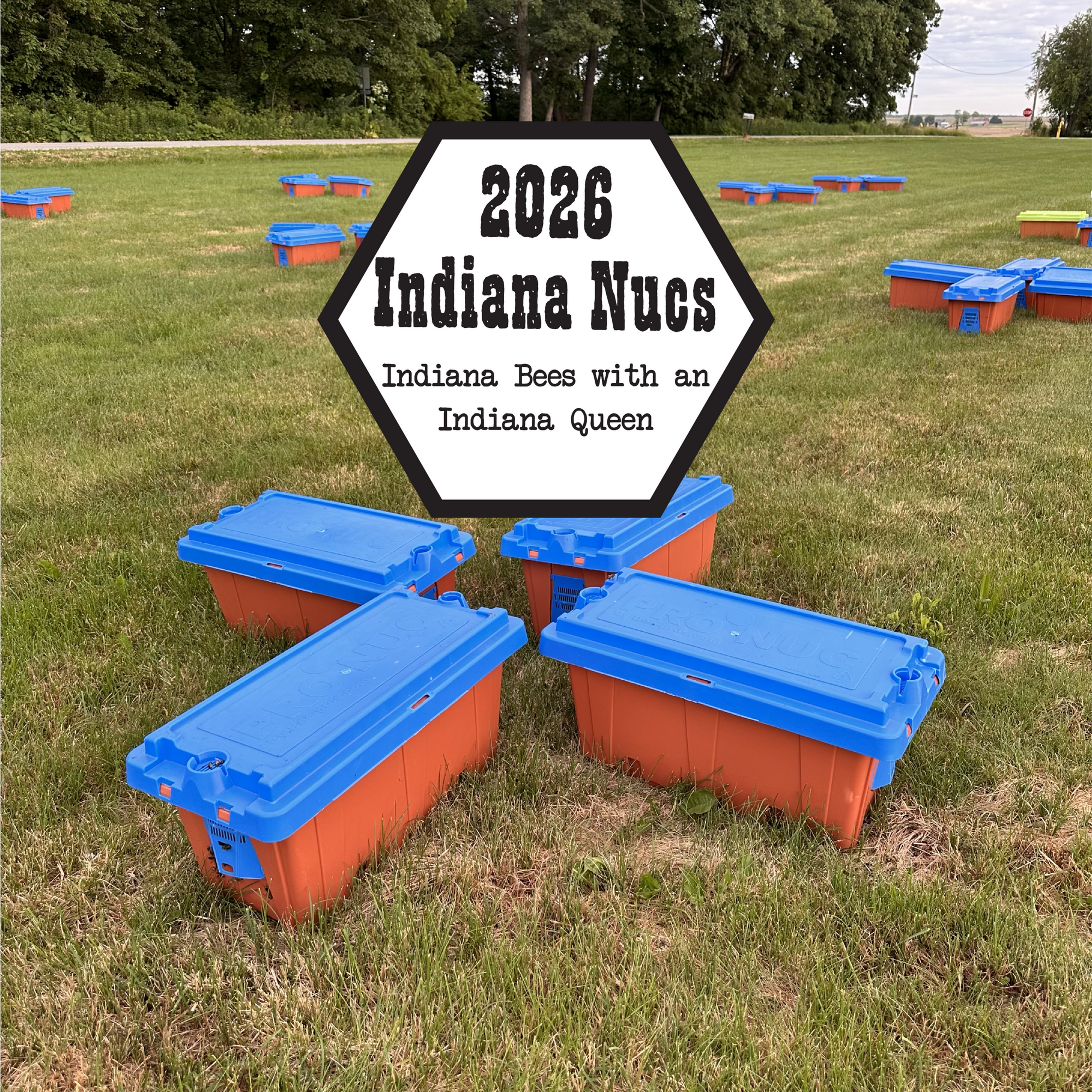 (Local Pickup Only) 4 Frame Indiana Nuc with Indiana queen