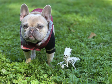 A New Legend: Meet T-Rex the Frenchie!