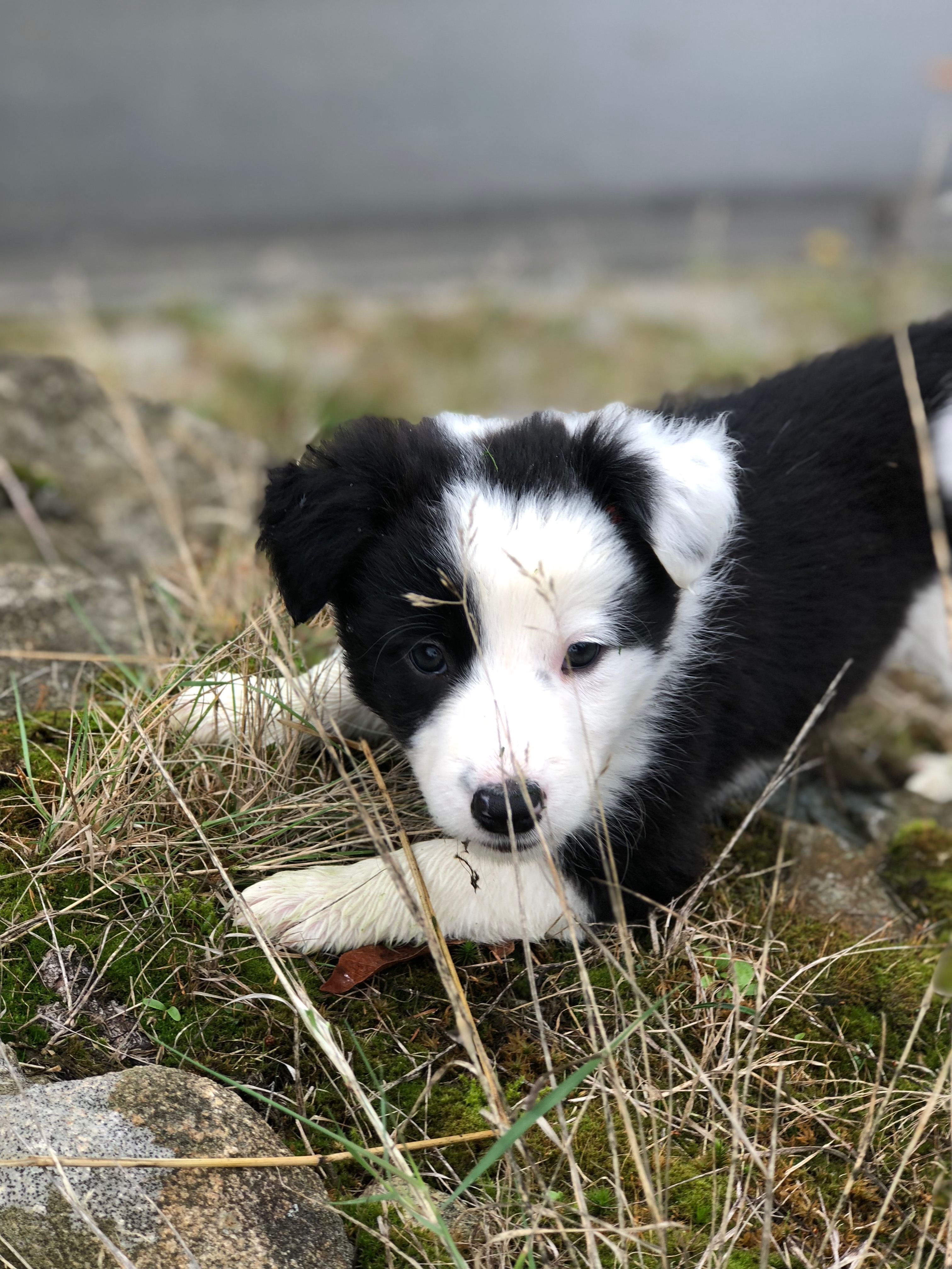 largest non shedding dog