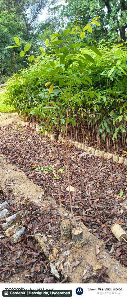 Mahogany Plant height 3-5 feet in Malihabad, Uttar Pradesh 226102