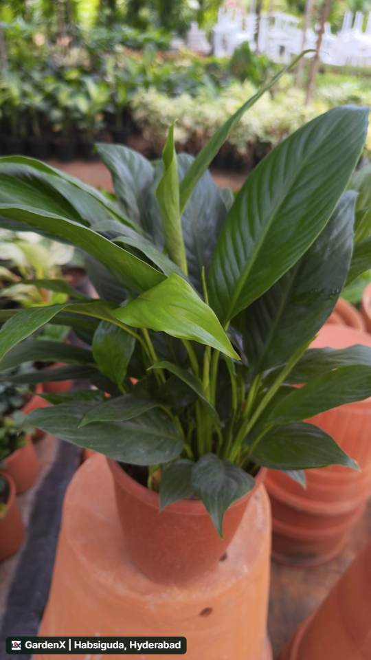 Peace Lily (శాంతి లిల్లీ) in Narsingi, Hyderabad