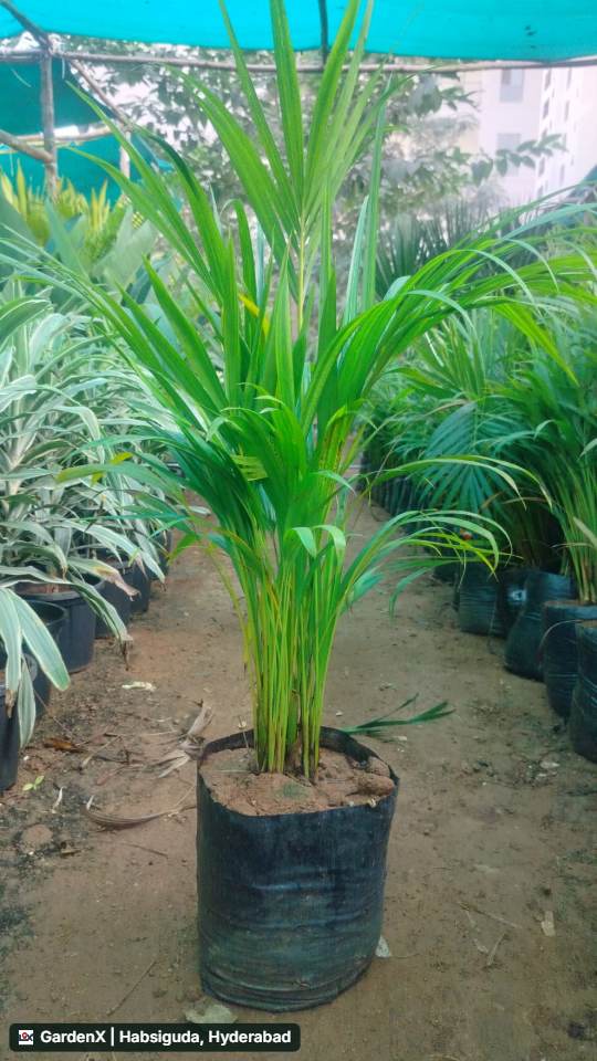 Areca Palm (అరేకా పామ్) in Narsingi, Hyderabad