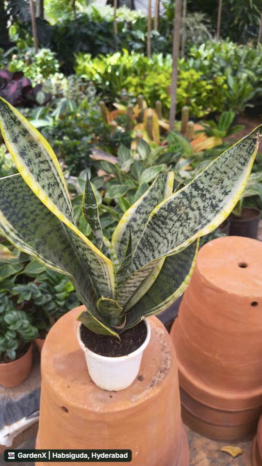 Snake Plant (పాము మొక్క) in Narsingi, Hyderabad