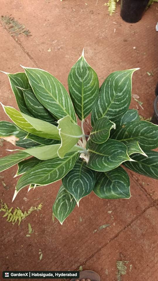 Aglaonema (అగ్లోనీమా) in Narsingi, Hyderabad