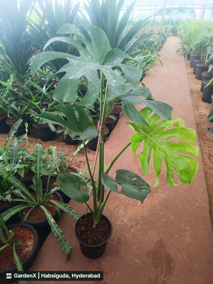 Monstera Deliciosa (మాన్స్టెరా డెలిసియోసా) in Narsingi, Hyderabad