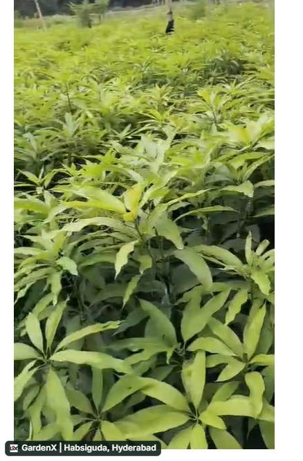 Dasheri mango V-Grafting plant in Malihabad, Uttar Pradesh 226102