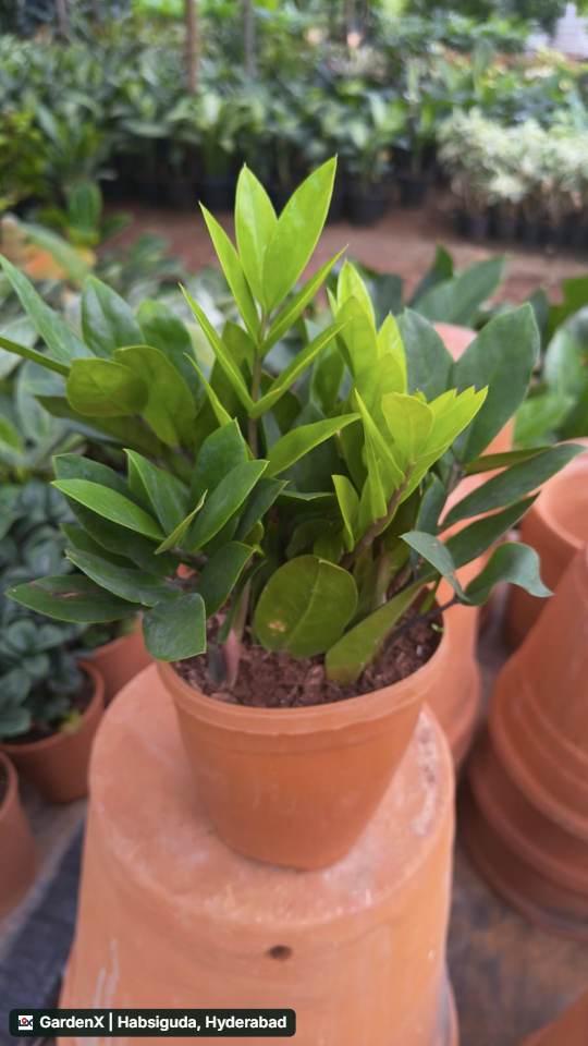 ZZ Plant (జెడ్జెడ్ ప్లాంట్) in Narsingi, Hyderabad