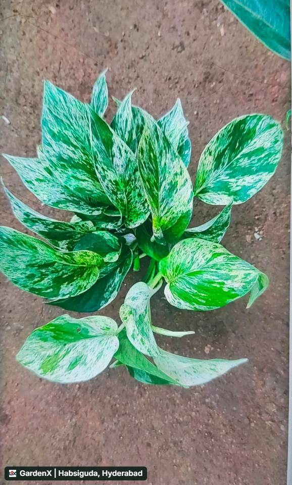 Marble Queen Money Plant (మనీ ప్లాంట్) in Narsingi, Hyderabad