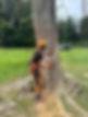 Découpe arbre.jpeg