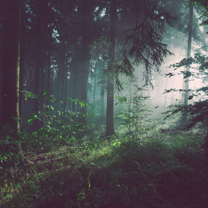 'Midway on Our Path in Life...'