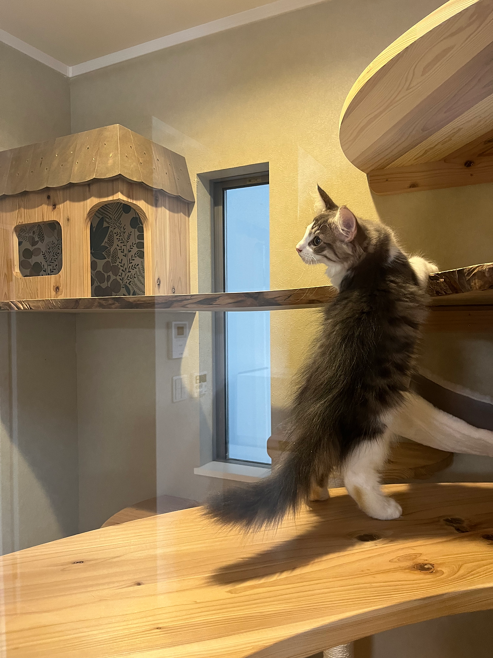 窓の外から見た猫部屋室内の様子。