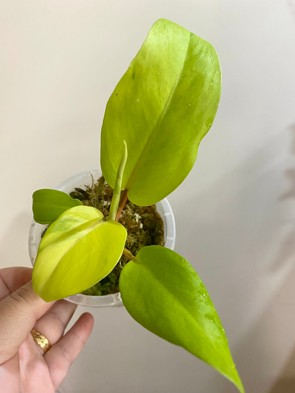 Philodendron Thai Sunrise