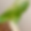Thumbnail: Philodendron Paraiso Verde x Florida Beauty mid cutting