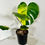 Thumbnail: Monstera Deliciosa/ Large Form “Yellow Thai”