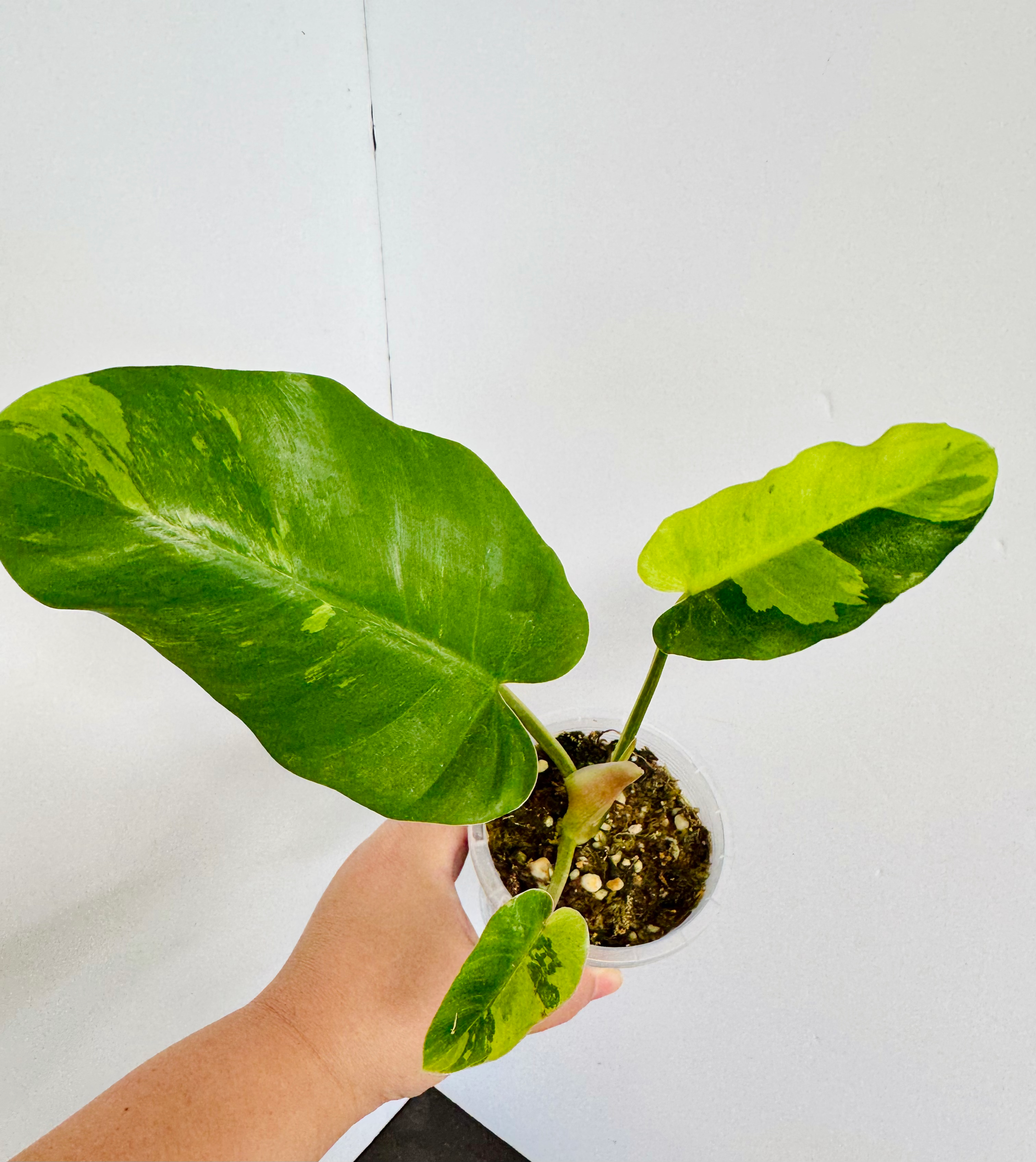 Philodendron Snowdrift Variegated
