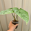 Thumbnail: Philodendron Sodiroi