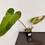 Thumbnail: Philodendron Whipple Way Variegated 