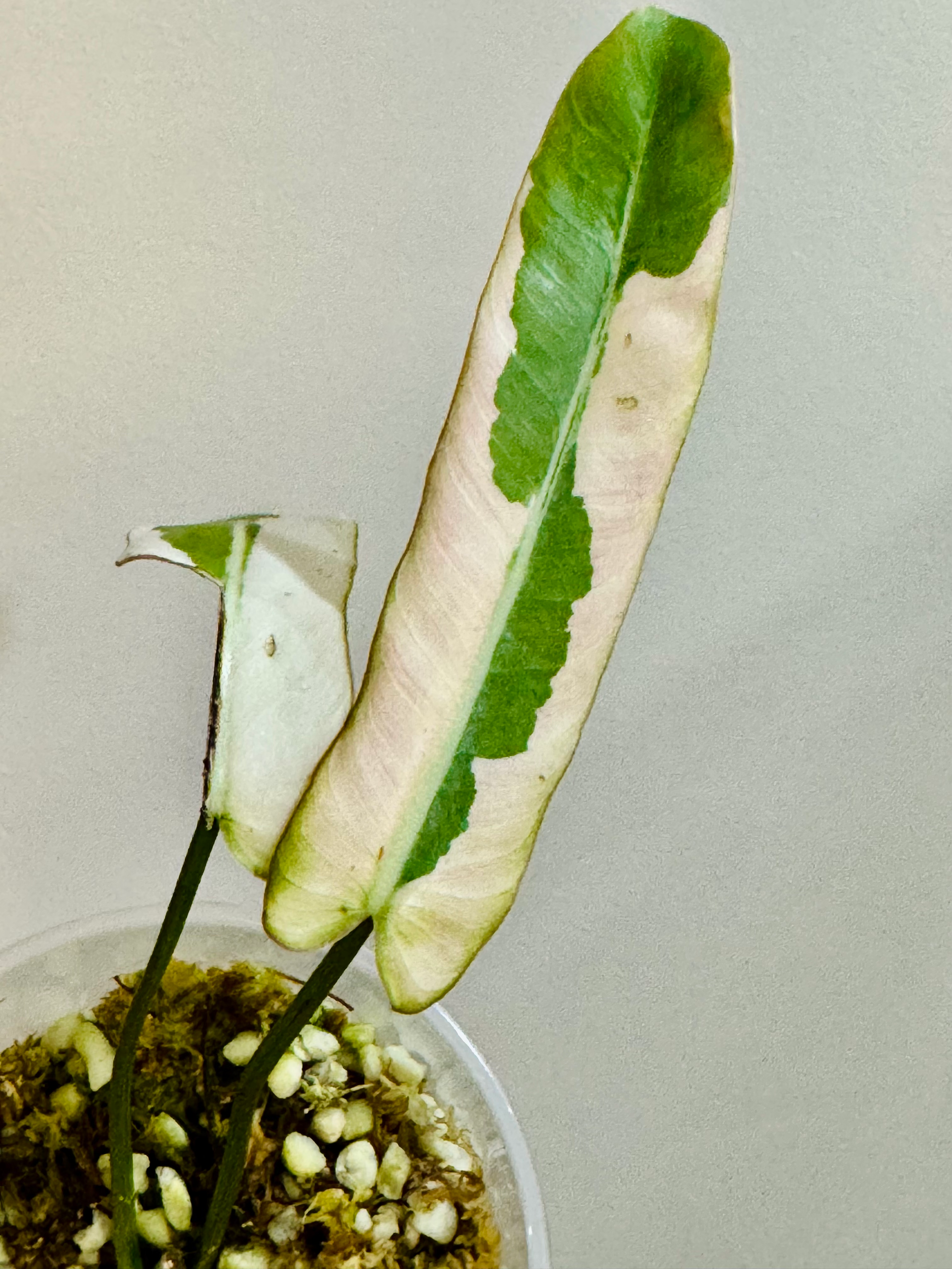 Philodendron Atabapoense Variegated 