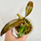 Thumbnail: Philodendron Orange Princess 