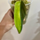 Thumbnail: Very Rare Philodendron Gigas Variegated