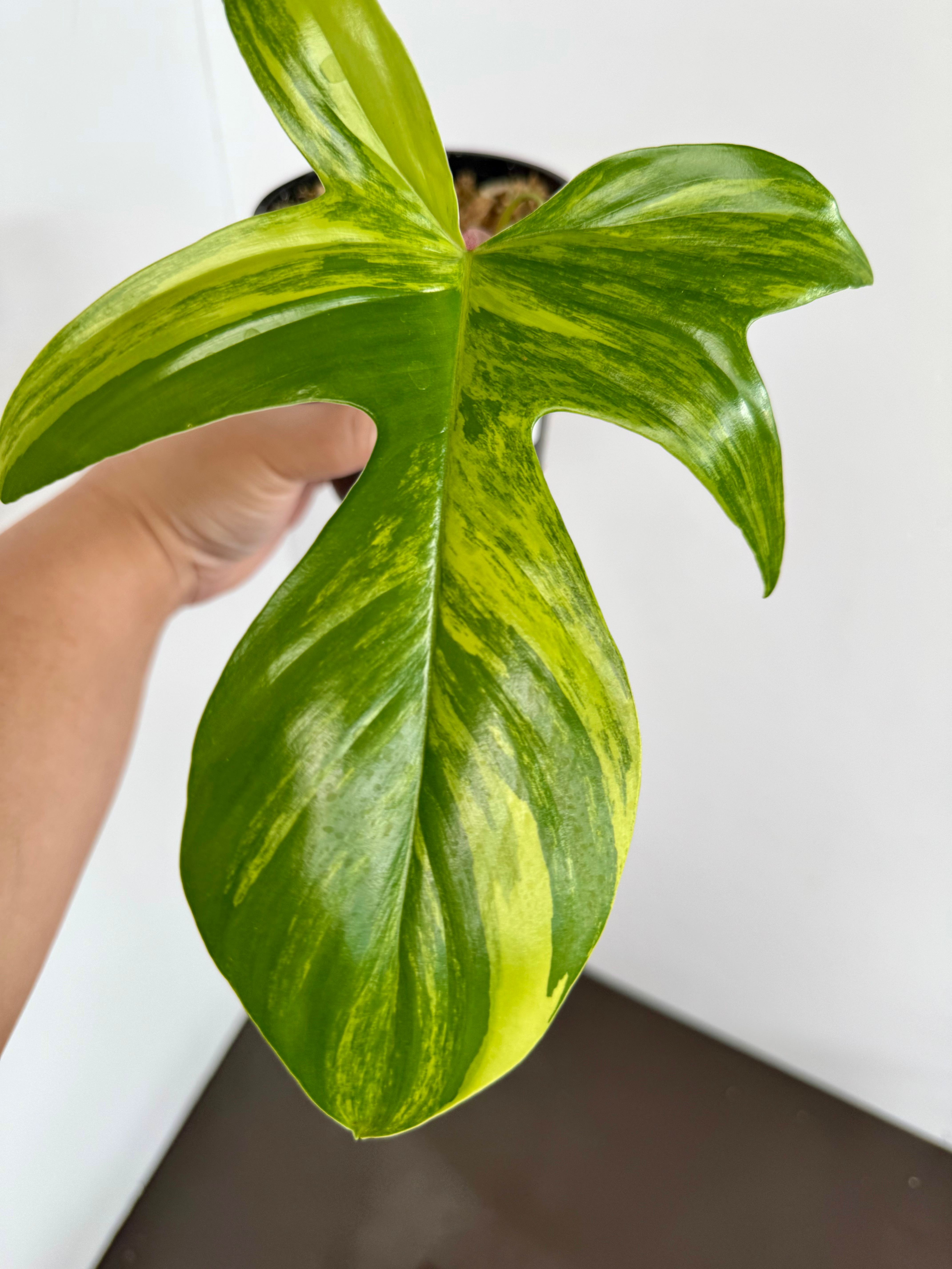 Philodendron Florida Beauty 