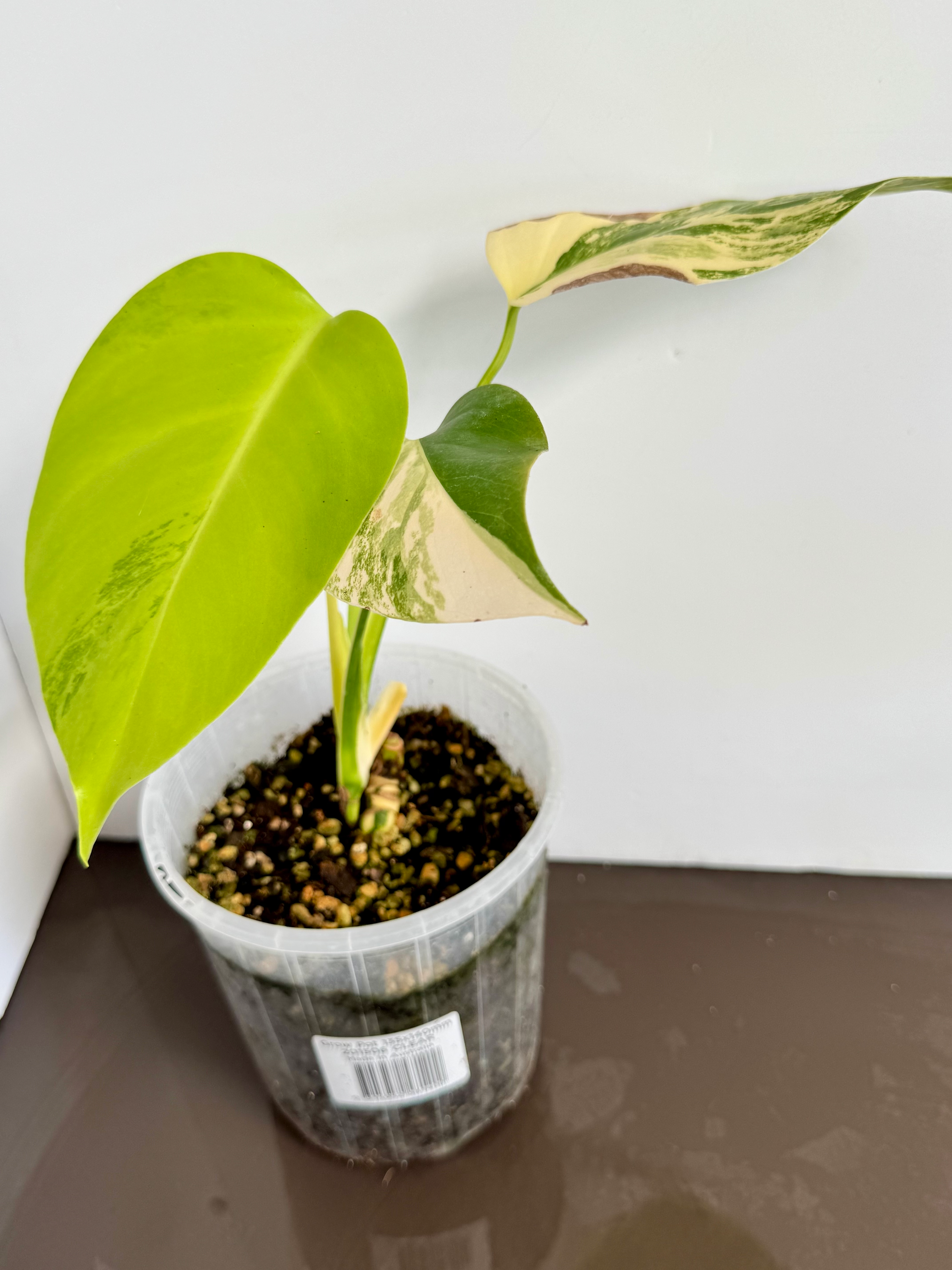 Monstera Aurea Borg Variegated 