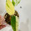 Thumbnail: Epipremnum Pinnatum Marble Variegated 