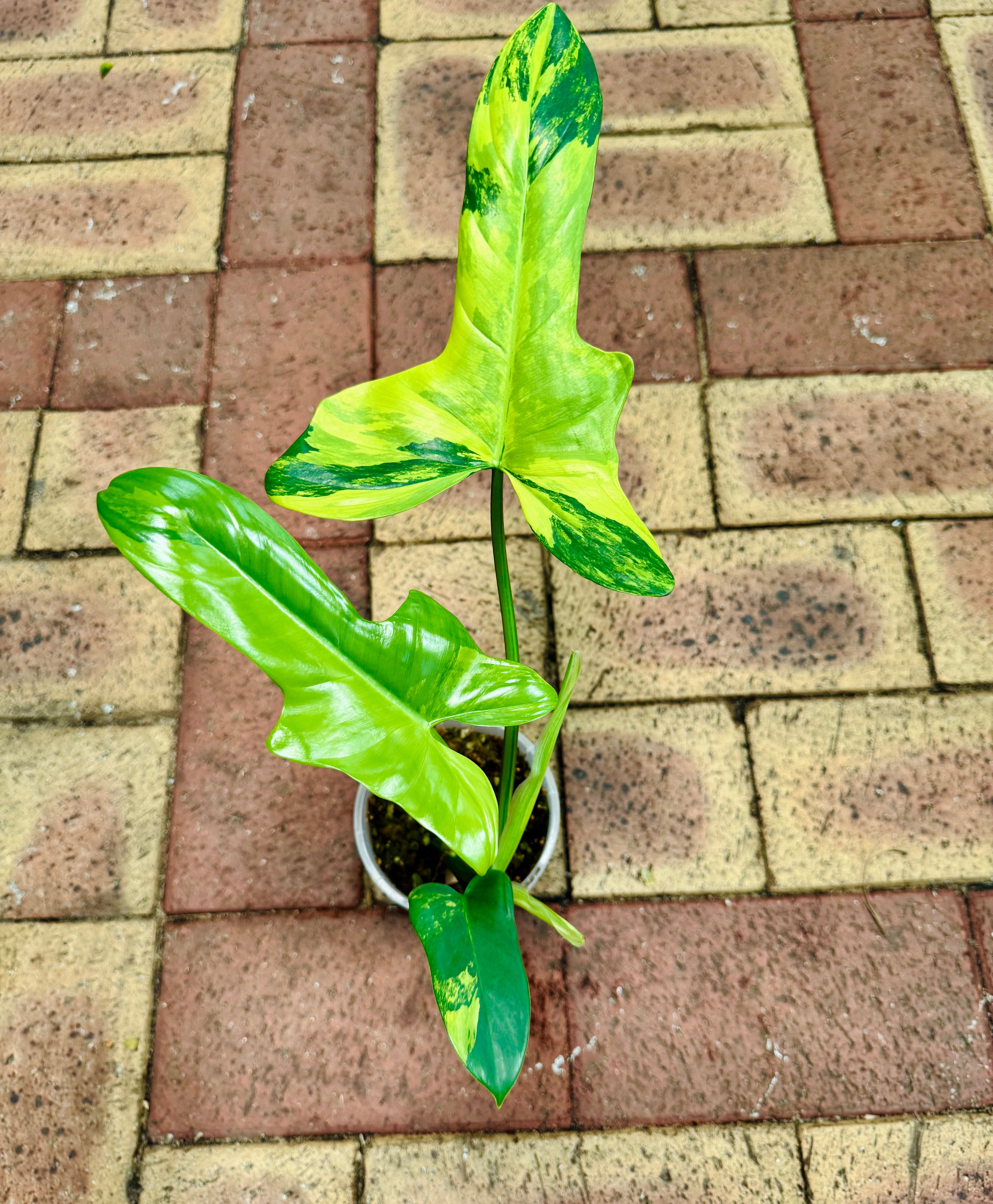 Philodendron Bipennifolium Horsehead Variegated 