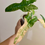 Thumbnail: Philodendron Jennifer 