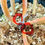 Thumbnail: Philodendron Billietiae Variegated Base Cutting 