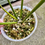 Thumbnail: Philodendron Williamsii Variegated 
