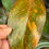 Thumbnail: Philodendron Orange Princess