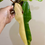 Thumbnail: Philodendron Jennifer 