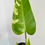 Thumbnail: Philodendron Jose Buono 